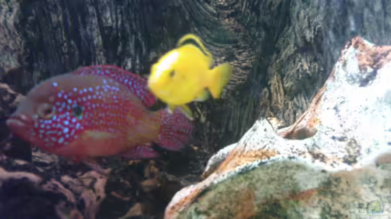 Besatz im Aquarium Becken 8425 von Stgt.WEST (39)