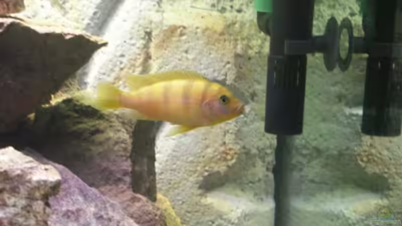 Besatz im Aquarium Becken 8429 von Fibs (3)