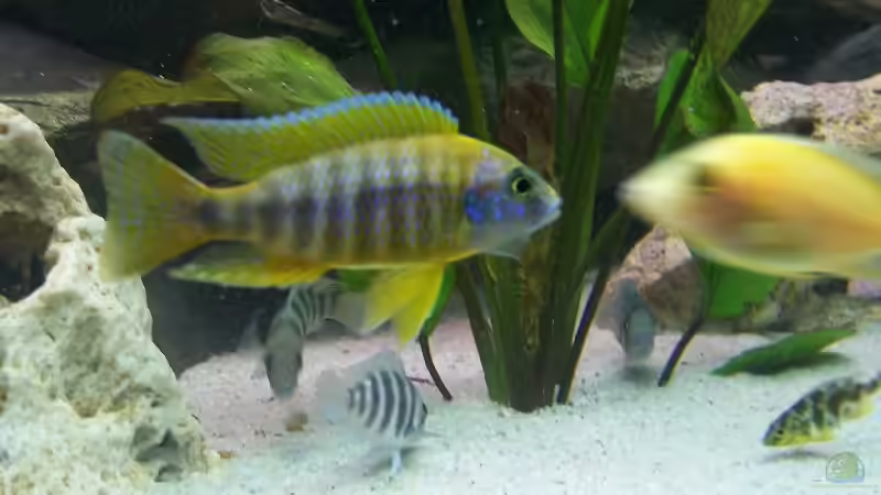 Besatz im Aquarium Becken 843 von Kux Dominik (10)