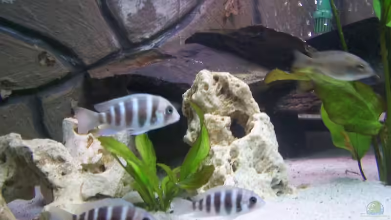 Besatz im Aquarium Becken 843 von Kux Dominik (3)