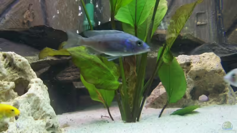 Besatz im Aquarium Becken 843 von Kux Dominik (4)