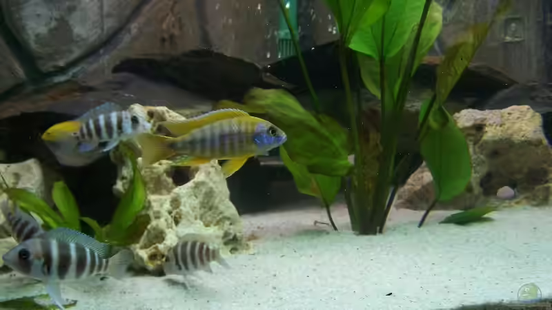 Besatz im Aquarium Becken 843 von Kux Dominik (5)