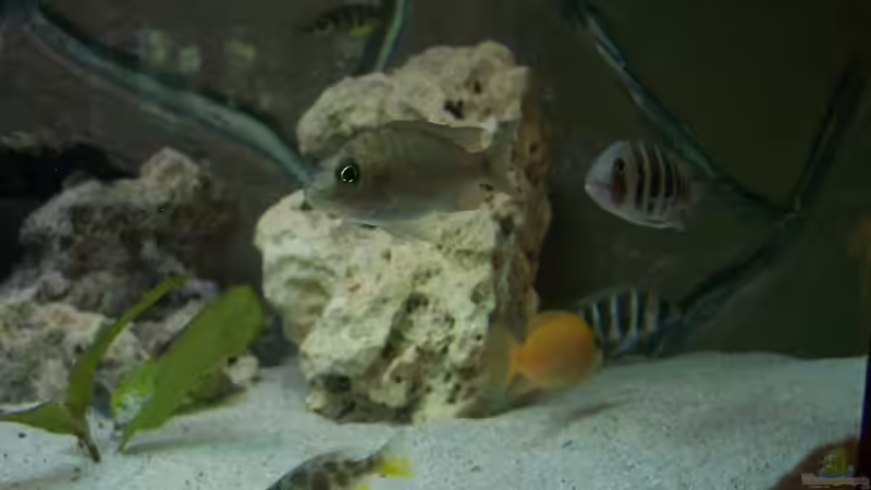 Besatz im Aquarium Becken 843 von Kux Dominik (6)