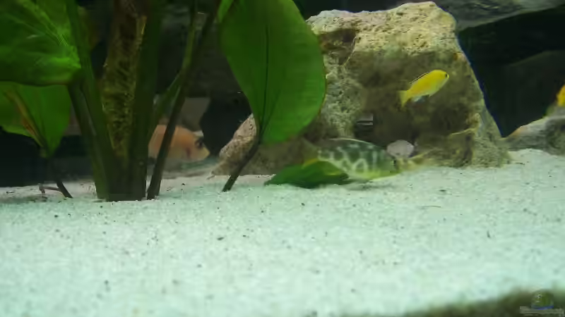 Besatz im Aquarium Becken 843 von Kux Dominik (7)