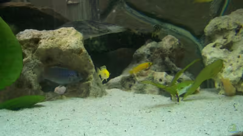 Besatz im Aquarium Becken 843 von Kux Dominik (8)
