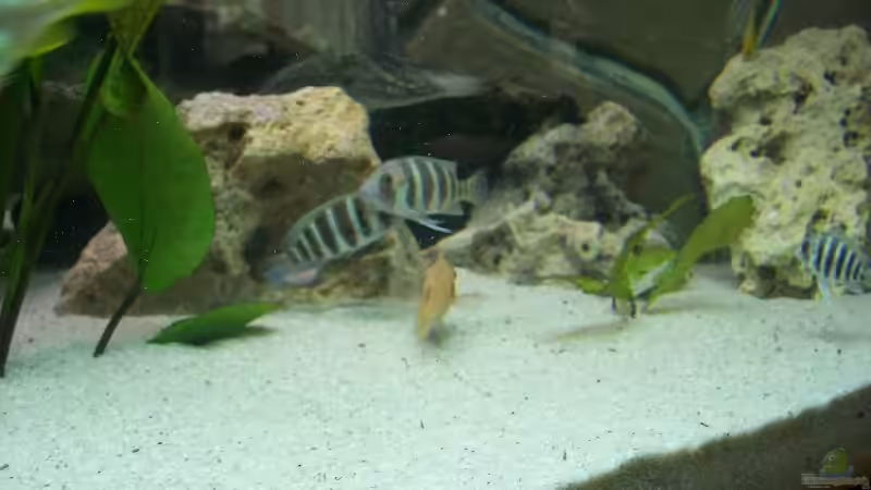 Besatz im Aquarium Becken 843 von Kux Dominik (9)