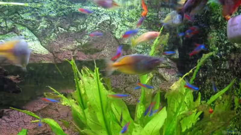 Besatz im Aquarium Becken 8433 von Sebastian Kettner (7)