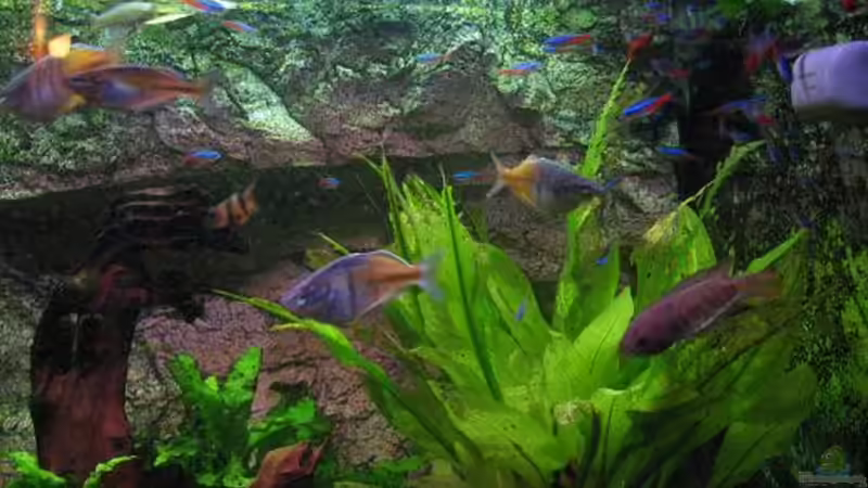 Besatz im Aquarium Becken 8433 von Sebastian Kettner (8)