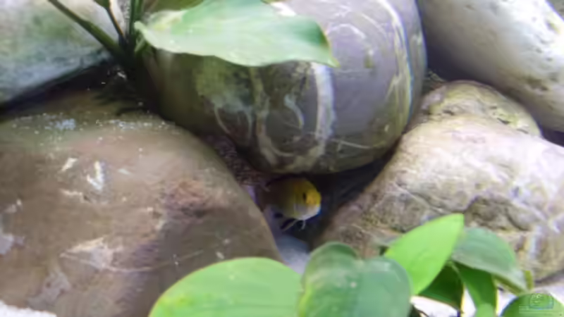 Besatz im Aquarium Becken 8444 von Vom (10)