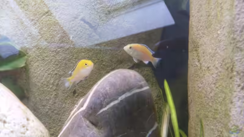 Besatz im Aquarium Becken 8444 von Vom (6)