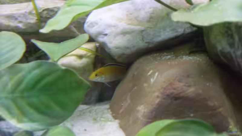 Besatz im Aquarium Becken 8444 von Vom (7)