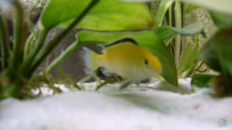 Besatz im Aquarium Becken 8444 von Vom (9)