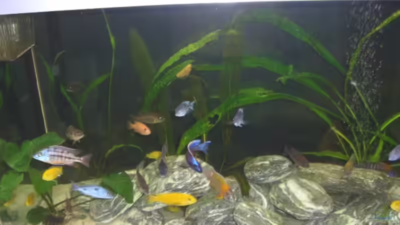 Besatz im Aquarium Becken 8453 von Marco Röhrig (7)