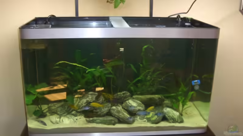 Besatz im Aquarium Becken 8453 von Marco Röhrig (8)