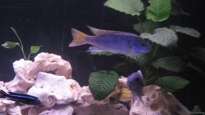 Besatz im Aquarium Becken 8459 von wuk12 (4)