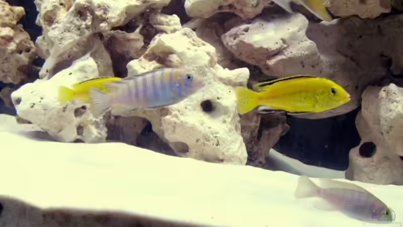 Besatz im Aquarium Becken 8459 von wuk12 (5)