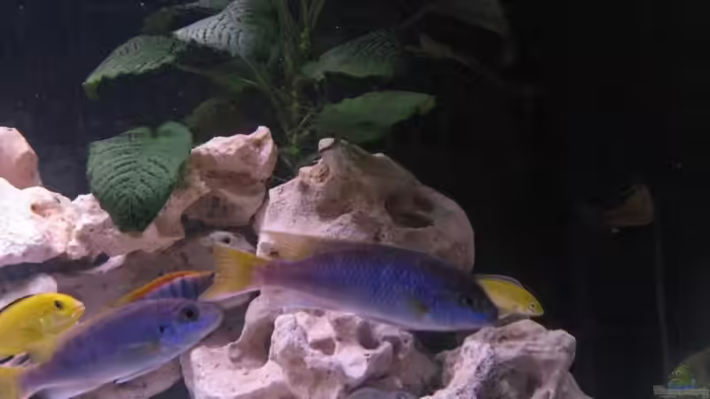 Besatz im Aquarium Becken 8459 von wuk12 (6)