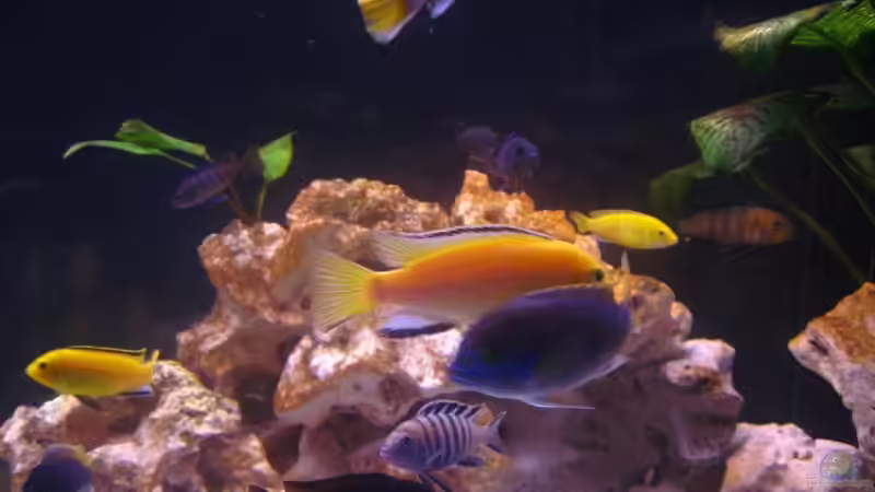 Besatz im Aquarium Becken 8459 von wuk12 (7)