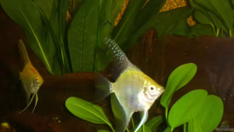 Besatz im Aquarium Becken 8462 von Andreas Haase (14)