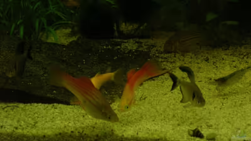 Besatz im Aquarium Becken 8473 von forsel (5)