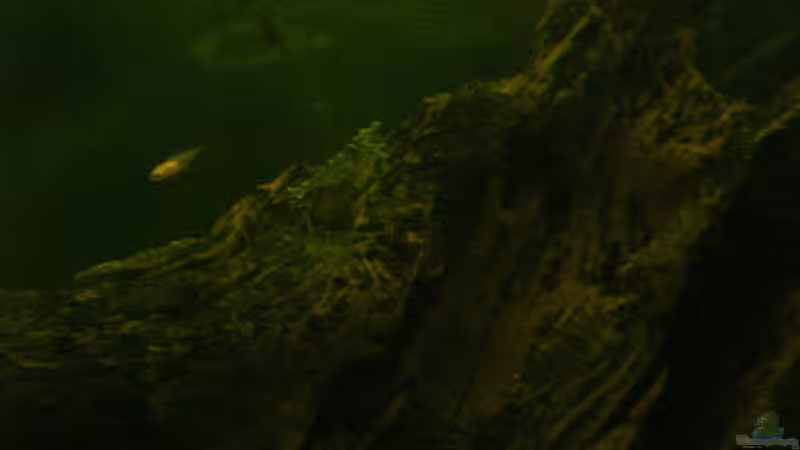 Besatz im Aquarium Becken 8473 von forsel (6)