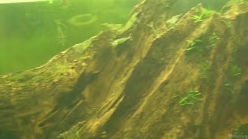 Besatz im Aquarium Becken 8473 von forsel (7)