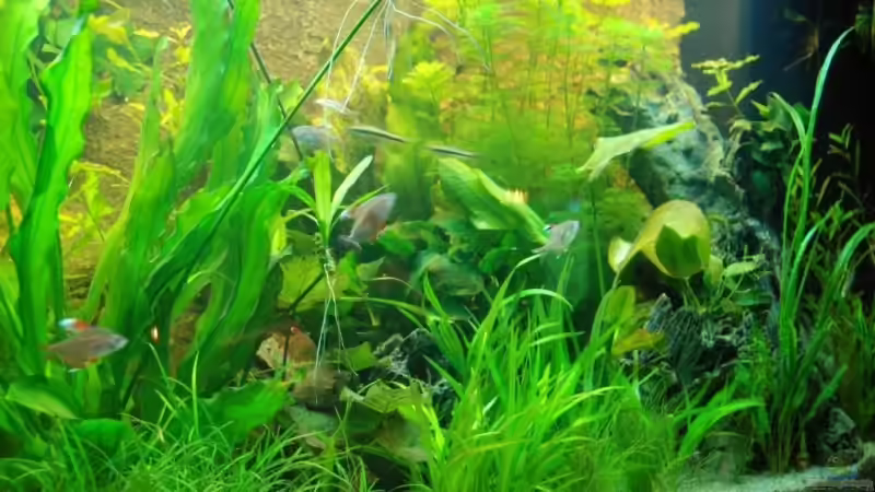 Besatz im Aquarium Becken 8493 von Denon (12)