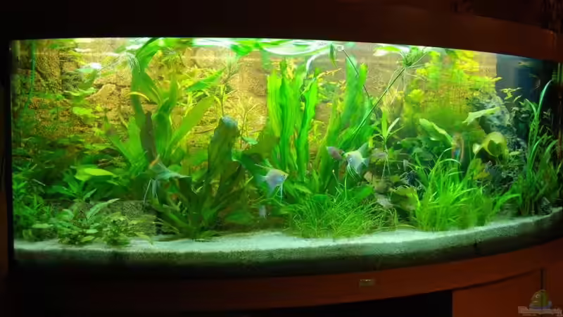 Besatz im Aquarium Becken 8493 von Denon (14)