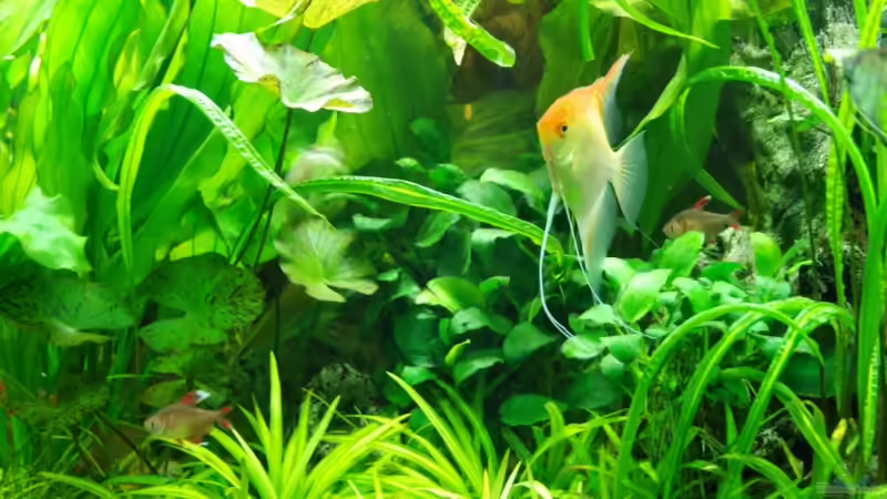 Besatz im Aquarium Becken 8493 von Denon (15)