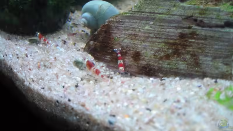 Besatz im Aquarium Becken 8495 von Speci (6)