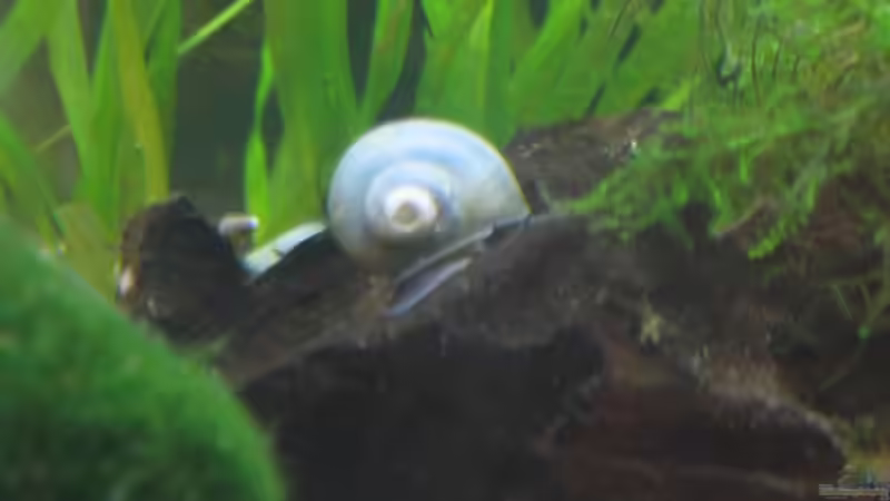 Besatz im Aquarium Becken 8495 von Speci (7)