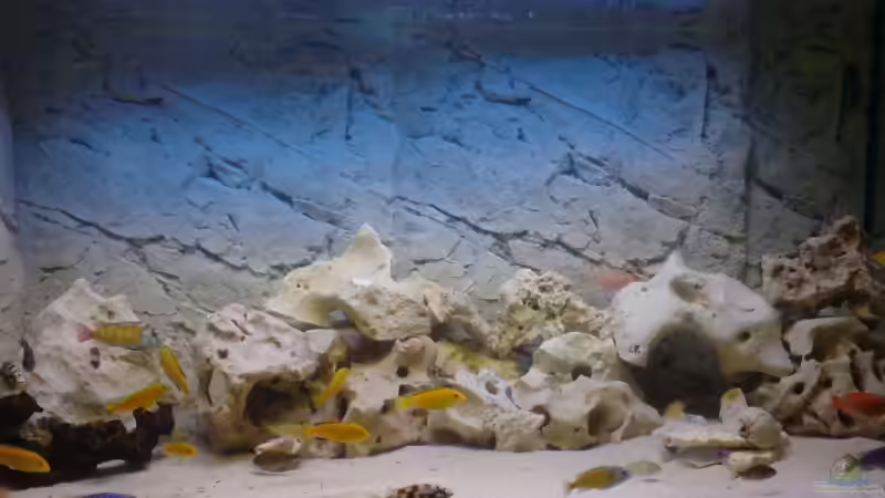 Besatz im Aquarium Becken 8497 von iluby (3)