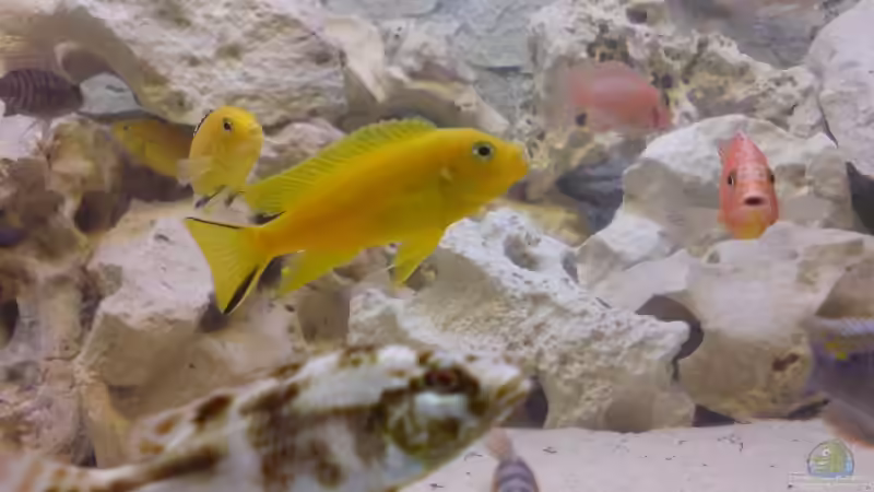 Besatz im Aquarium Becken 8497 von iluby (4)