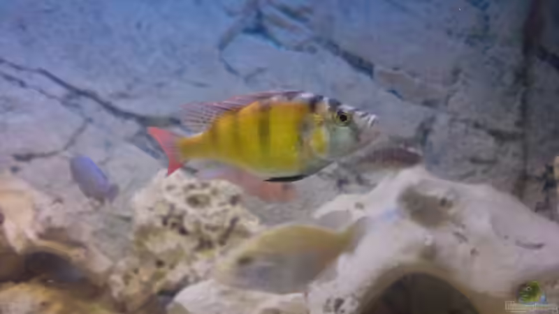 Besatz im Aquarium Becken 8497 von iluby (5)