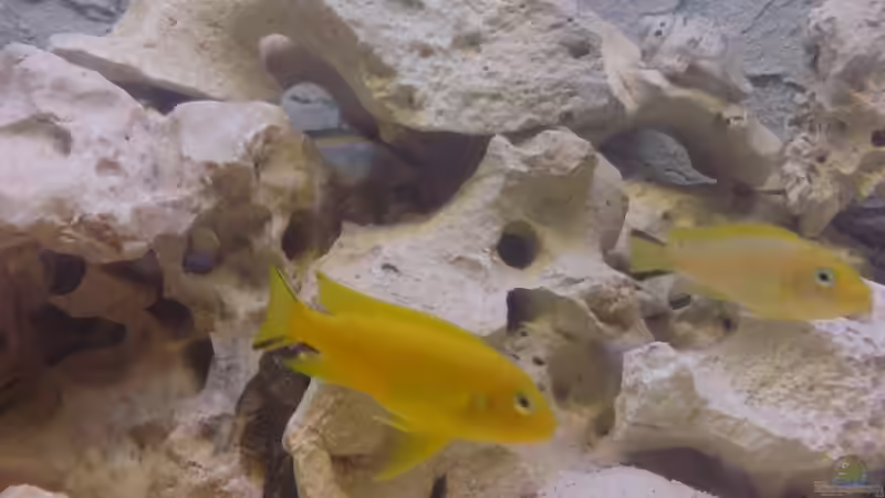 Besatz im Aquarium Becken 8497 von iluby (6)