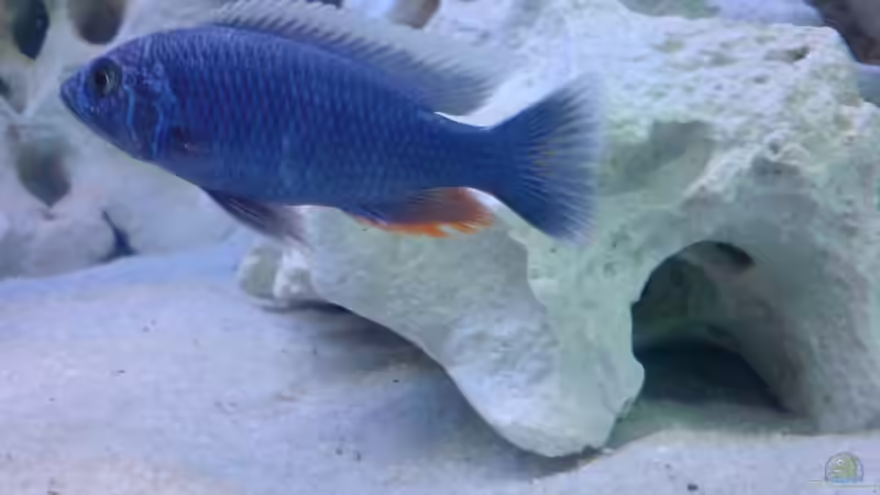 Besatz im Aquarium Becken 8497 von iluby (7)