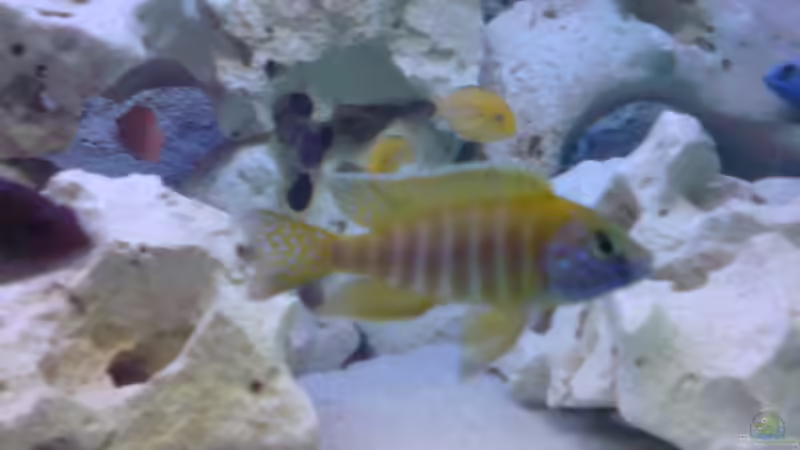 Besatz im Aquarium Becken 8497 von iluby (8)