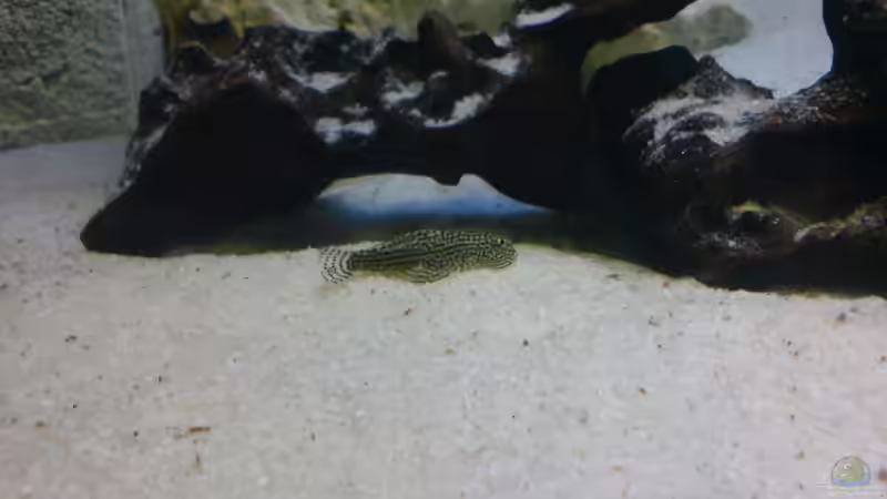 Besatz im Aquarium Becken 8497 von iluby (9)