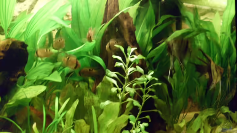 Besatz im Aquarium Becken 8507 von Rene2901 (11)