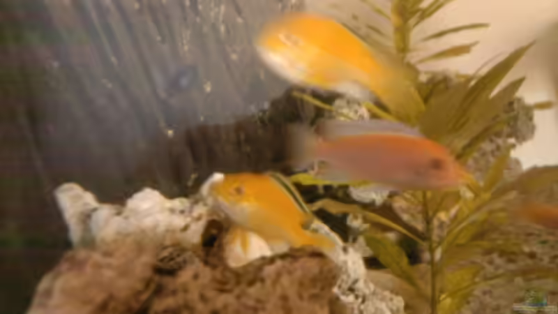 Besatz im Aquarium Becken 8509 von Sebastian Wolff (5)