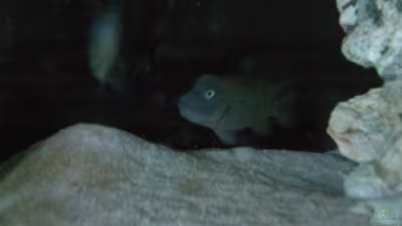 Besatz im Aquarium Becken 8509 von Sebastian Wolff (6)