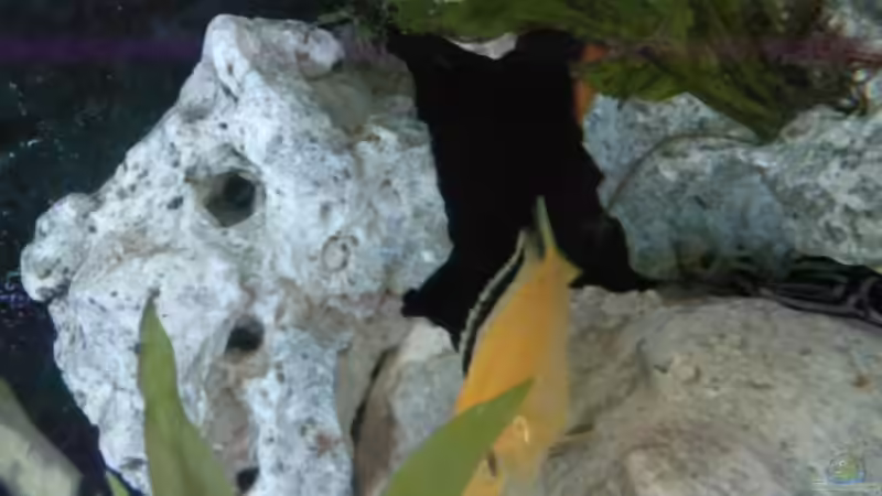 Besatz im Aquarium Becken 8509 von Sebastian Wolff (7)