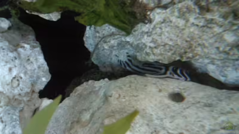 Besatz im Aquarium Becken 8509 von Sebastian Wolff (8)