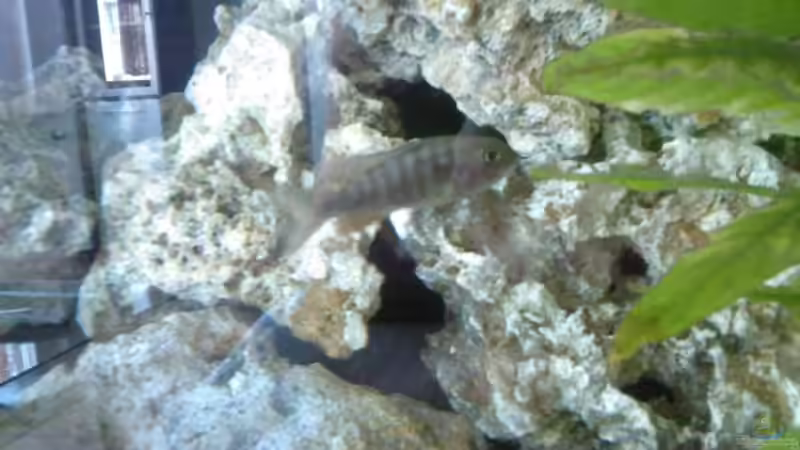 Besatz im Aquarium Becken 8509 von Sebastian Wolff (9)