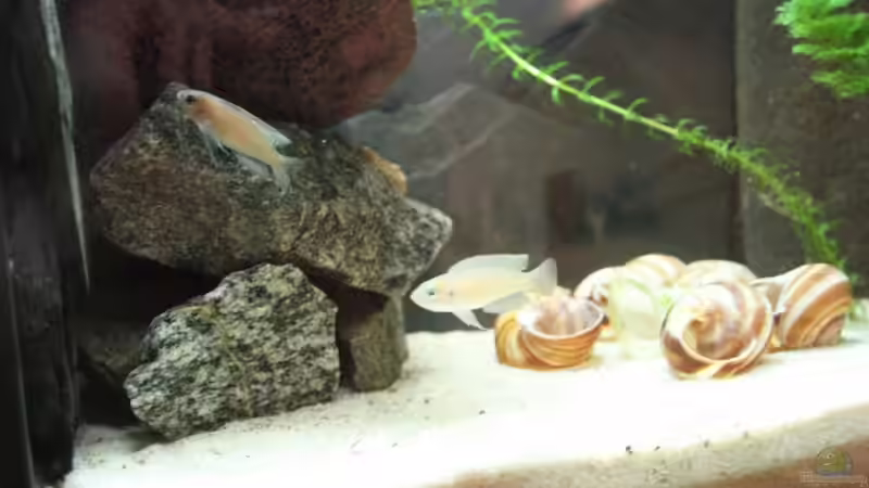 Besatz im Aquarium Becken 8523 von Marco Vasev (16)