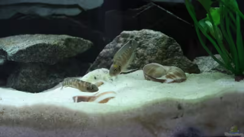 Besatz im Aquarium Becken 8523 von Marco Vasev (18)