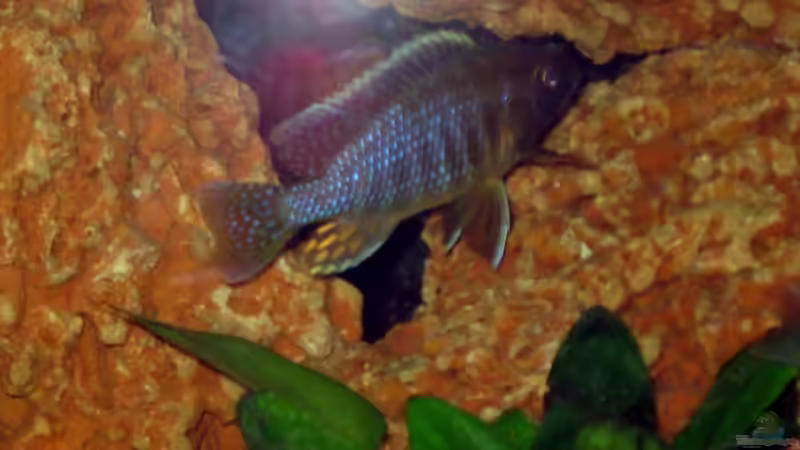 Besatz im Aquarium Becken 8524 von Solle (10)