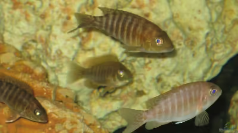 Besatz im Aquarium Becken 8524 von Solle (8)