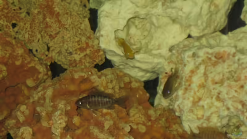 Besatz im Aquarium Becken 8524 von Solle (9)