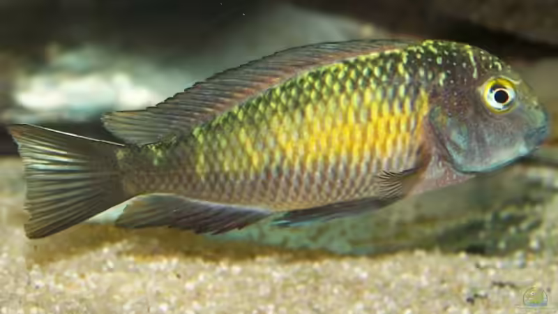 Besatz im Aquarium Becken 853 von Wolfgang Fischer (10)